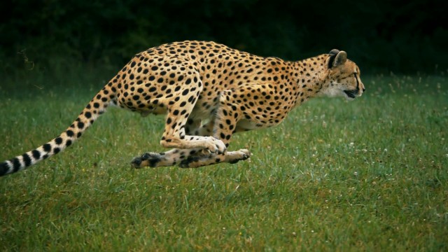 Resultado de imagem para leopardo correndo